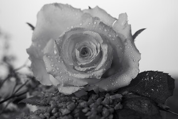 Fototapeta premium Flower background