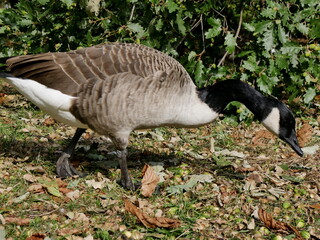one canada goose foraging for food on the ground in public park