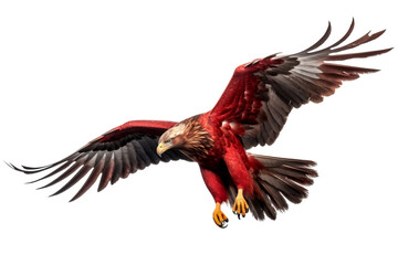 Fototapeta premium Big eagle looking isolated on white.