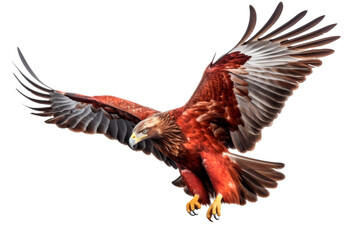 Fototapeta premium Big eagle looking isolated on white.