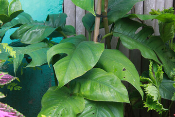 Monstera leaf ornamental plants that climb along fences and tree trunks