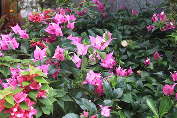 lush and colorful bougainvillea tree