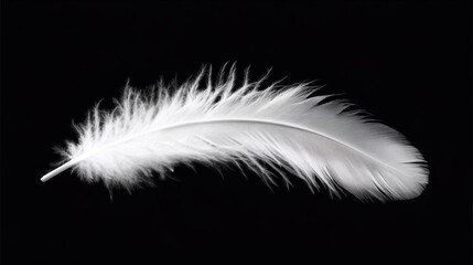 Delicate White Feather on Black Background