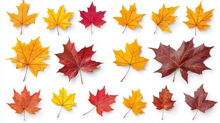 Fototapeta premium autumn leaves