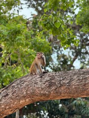 Monkey sitting on a large tree branch