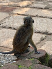 Monkey from behind in the wild