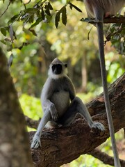 Langur monkey with black face on tree, front view