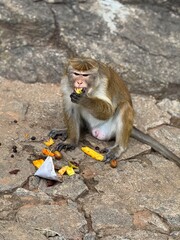 Monkey eating fruit