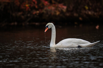 Swan swimming in lake with water dripping from beak and fall colors in background