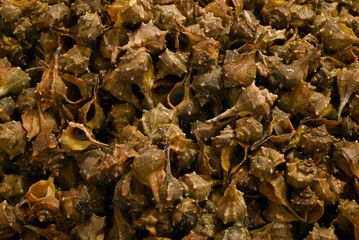 Murex épineux sur un étal d'une poissonnerie 