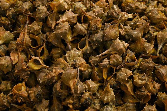 Murex &eacute;pineux sur un &eacute;tal d'une poissonnerie 