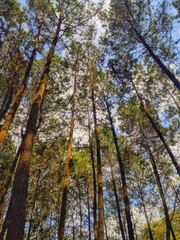 Obraz premium The grandeur towering pine trees in the forest against of a blue sky.