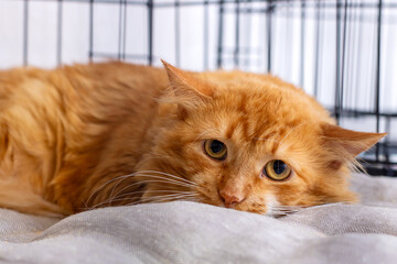 Obraz premium An orange cat is lounging on a soft blanket, gazing at the camera