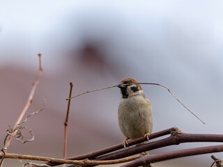 Mazurka sparrow (Passer montanus) in early spring.