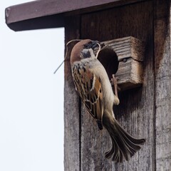 Mazurka sparrow (Passer montanus) in early spring.