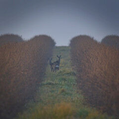 European deer (Capreolus capreolus) on a foggy autumn day.