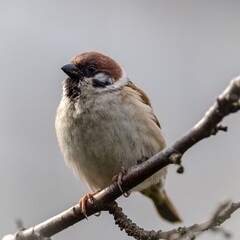 Mazurka sparrow (Passer montanus) in early spring.