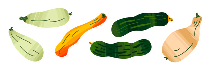 Collection of ripe zucchini. Vector illustration of vegetables