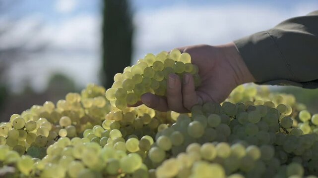 Cosecha de uvas blancas cayendo en tacho