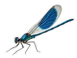 blue damselfly dragonfly isolated on a transparent background