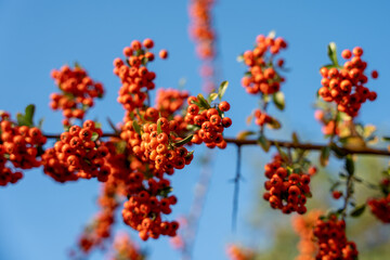 Tree with many yellow berries. The berries are small, collected together. The sky is blue and clear