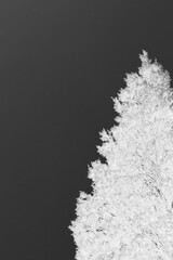 pine tree growing under an overcast sky in black and white film negative