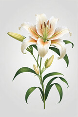 Fototapeta premium lily flower blooming beautifully isolated on background, created by generative ai