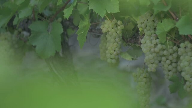  Racimos de uvas blancas rodeado de hojas verdes	