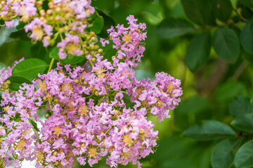 サルスベリの優雅なピンクの花
