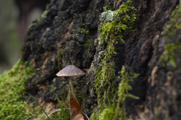 A close-up view of a small mushroom sprouting from a tree trunk, surrounded by moss and textured bark. The composition highlights the mushroom's fragile beauty against the rugged natural environment.