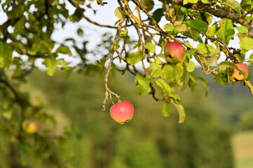 Reife rotebackige Äpfel am Baumast
