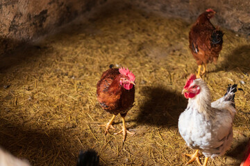 Raised native chickens and poultry