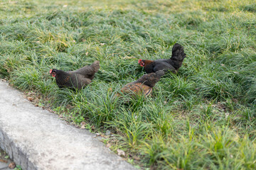 Free-range native chicken animals