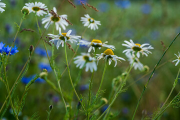 Meadow flowers with soft bokeh background during Spring time 