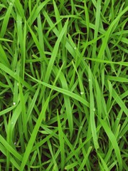Lush vibrant green grass texture background with dewdrops, vibrant