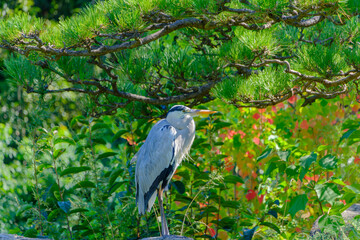 庭園に佇むアオサギ