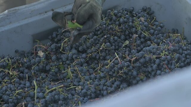 Uvas tintas siendo cosechadas en tacho