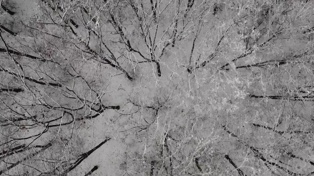 Straight backward drone video, a snow-covered forest canopy with a serene aerial perspective, showcasing the intricate branches and frosty textures of winter nature. Cinematic motion, panoramic view.