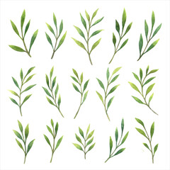 Obraz premium Big set of colorful abstract leaves, watercolor isolated illustration, vegetable print for greeting and invitation cards.
