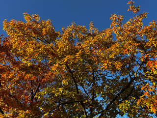 A tree with many leaves is in the foreground and the sky is blue. The leaves are orange and yellow
