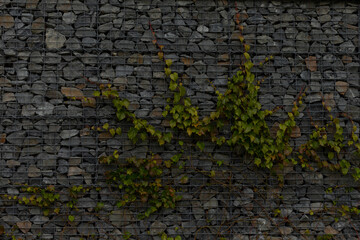 A stone wall covered in lush ivy, displaying natural textures in a rustic, charming setting