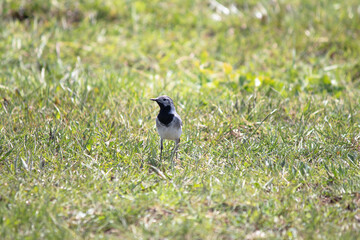 Ornithology. White wagtail (Motacilla alba) resting during migration. Bird, animal idea concept