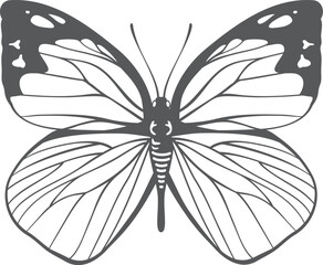 Summer moth black wings. Delicate flying animal