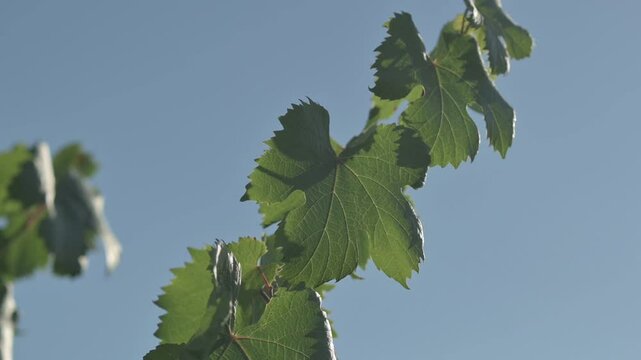 Hojas de vid con flare de sol entrando