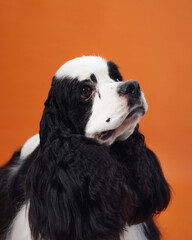 Side profile of an American Cocker Spaniel looking to the right, set against an orange background. The dog long, silky fur and focused expression add depth to the portrait.