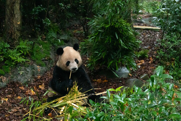 Giant panda Yong Yong in Dujiangyan Panda Valley, Sichuan province
