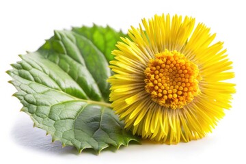 Stunning Product Photography of Isolated Coltsfoot Flower on White Background for Botanical Illustrations, Herbal Remedies, and Nature-Themed Designs