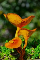 Forest poisonous mushrooms in nature