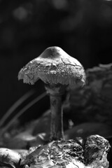 Forest poisonous mushrooms in nature
