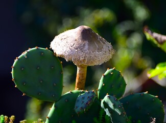 Forest poisonous mushrooms in nature
